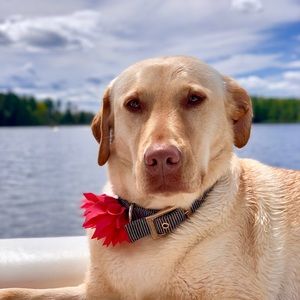 Meet your Posher, Rosalie